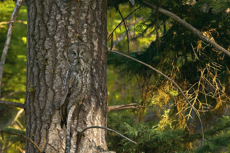 Illustration for article titled Can you detect the stealth animals hiding in all these pictures?